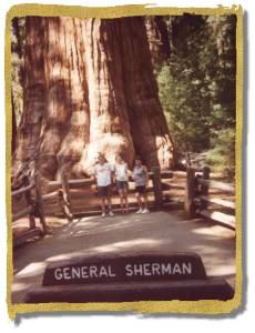 Sequoia National Park - General Shermann Tree