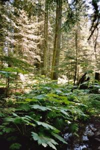 Giant Cedars Trail