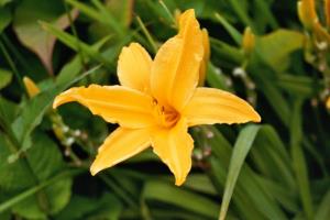 Eine Blume in den Butchart Garden