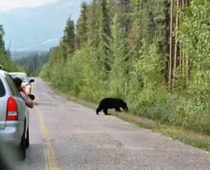 Bär auf dem Highway
