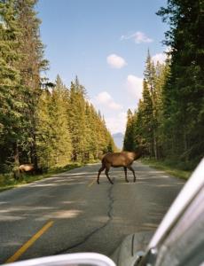 Bow Valley Parkway