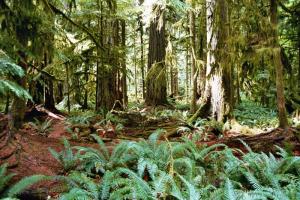 Cathedral Grove