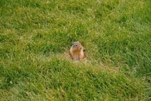 Squirrel