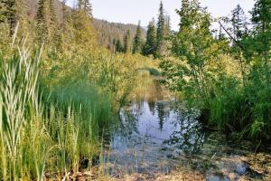 Skunk Cabbage