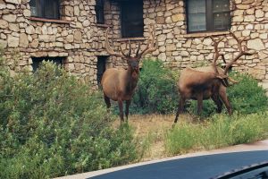 Hirsche am Grand Canyon