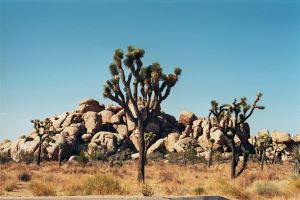 Joshua Tree NP