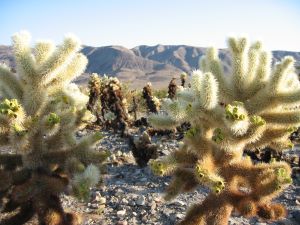 Joshua Tree NP